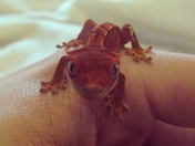 Little crested gecko