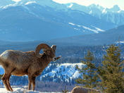 Ram overlooking the Columbia Valley