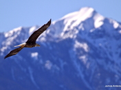 Fly like an Eagle...