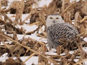 Snowy Owl