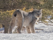 Canada Lynx, Riding Mountain National Park, Manitoba