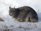 Soaking up the sun in the winter.