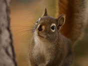 The Curious Squirrel
