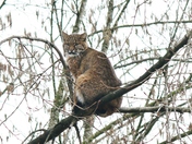 BOBCAT
