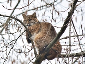 BOBCAT