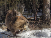 Lynx thinking about it