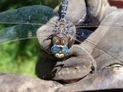 The happy dragon fly