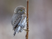 Northern Pygmy Owl 