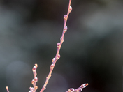 First sign of spring