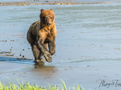 Grizzly cub running