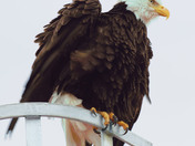 Bald Eagle starting to take flight