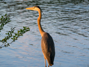 Tanned Heron 