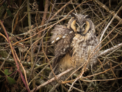 Beauty in the Brambles