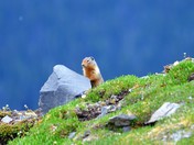Mountain Marmot