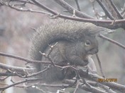Squirrel  In  Ice  Storm