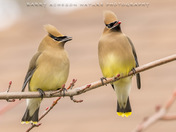 Cedar Waxwings
