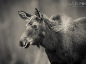 Moose Portrait