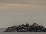Bay Of Fundy Harbour Seals