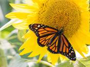 Monarch on a Sunflower