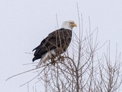 Bald eagle after a meal 