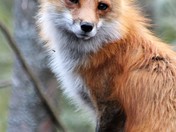 Red Fox