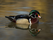 Wood duck with reflection
