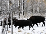 On the Move: Plains Bison