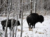 Plains Bison: Mother & Calf