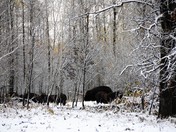 Plains Bison: Part of the Herd