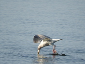 Diving for dinner