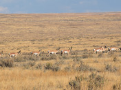 Pronghorn