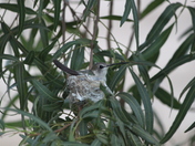 Mother Hummingbird sitting on her nest
