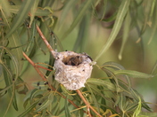 Hummingbird babies in mom's nest