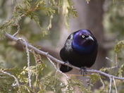  GRACKLE BEING A GRACKLE...