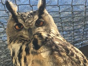 captive owl