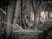 Forest Deer