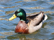 Male Mallard Duck