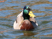 Male Mallard Duck