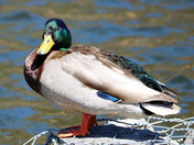 Male Mallard Duck