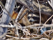 Raccoon and a plastic bottle 