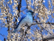 Mountain Bluebird in the City 