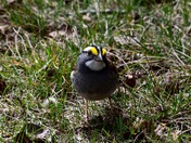 White Throated Sparrow 