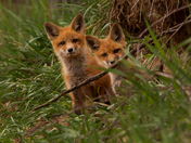 Farm Foxes