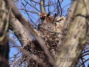 Great Horned Owls