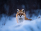 Blue hour Red Fox