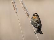 Swaying in the Breeze