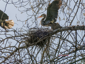 Eagle Attack Sequence