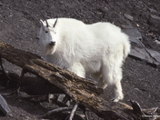 Mountain Goat