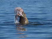 Stellar sea lion v. octopus