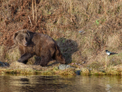 Kodiak and the Magpie 